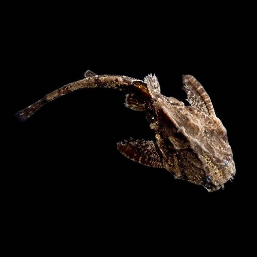 Dysichthys knerii  - Poisson-banjo M